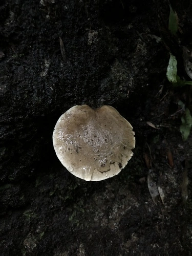 Common Gilled Mushrooms and Allies