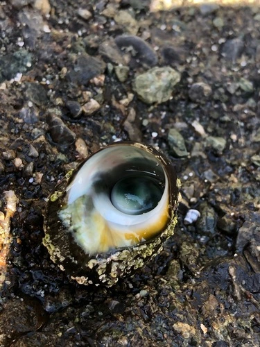 Cat's Eye Snail