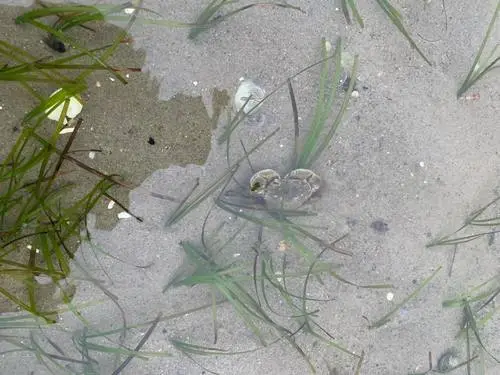 Hairy-handed Crab