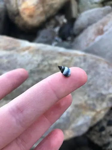 Blue-banded Periwinkle