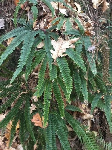 Rough Maidenhair Fern