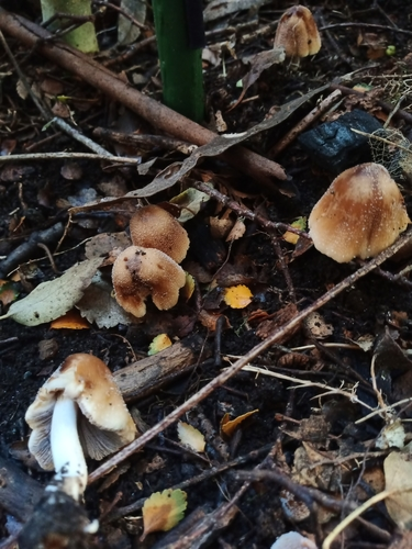 Coprinellus sect. Micacei