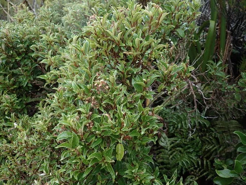Olearia arborescens