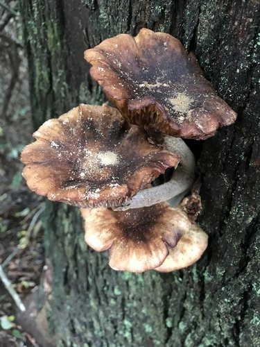 Honey mushroom