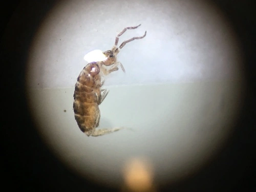 Elongate-bodied Springtails