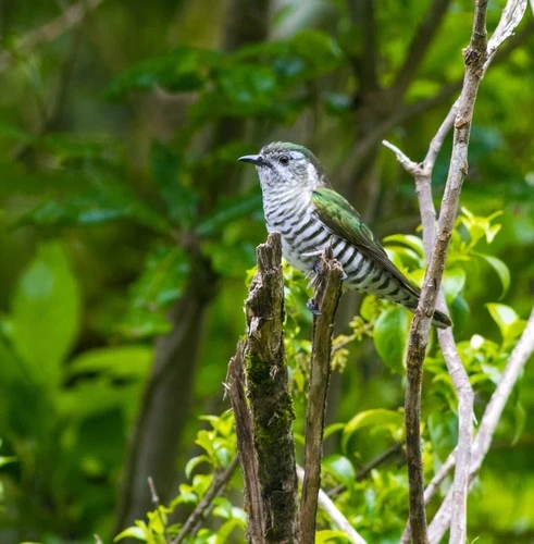 New Zealand Shining Bronze-Cuckoo
