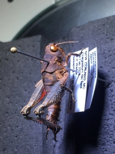 Short-horned Grasshoppers