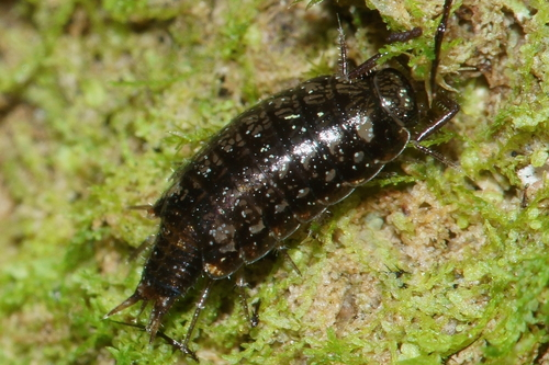 Woodlice and Pillbugs