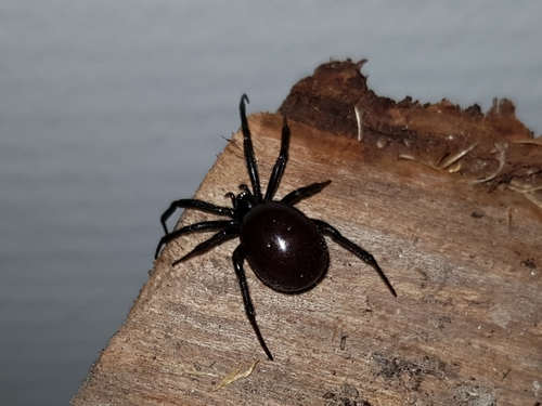 Black Cobweb Spider