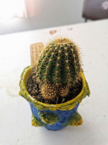 hedgehog cactus