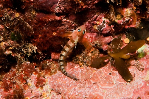 Blue-Eyed Triplefin
