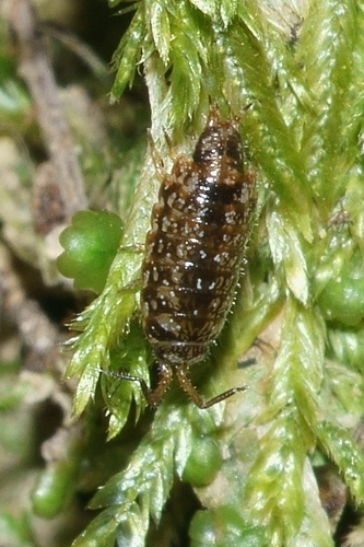 Woodlice and Pillbugs