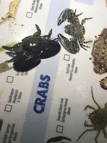 New Zealand Half Crab