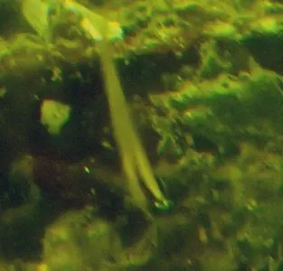 Yellow-and-black triplefin