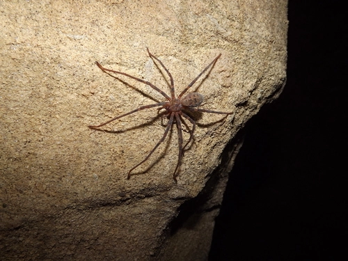 Nelson Cave Spider