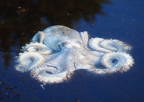 Māori Octopus
