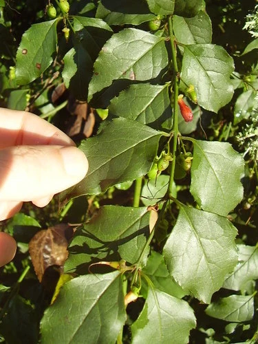 African Honeysuckle