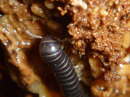 Eumastigonus