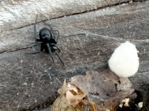 Black Cobweb Spider