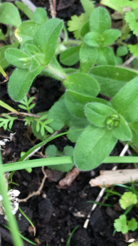 Sticky mouse-ear chickweed