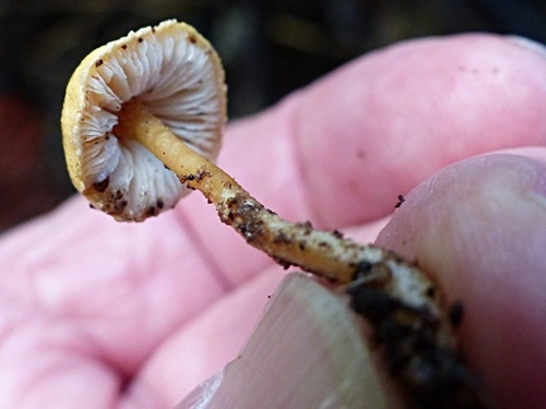 gilled mushrooms