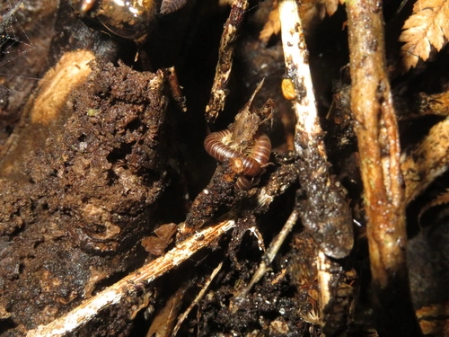 Round-backed Millipedes