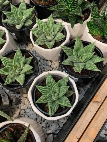 Swati Haworthia