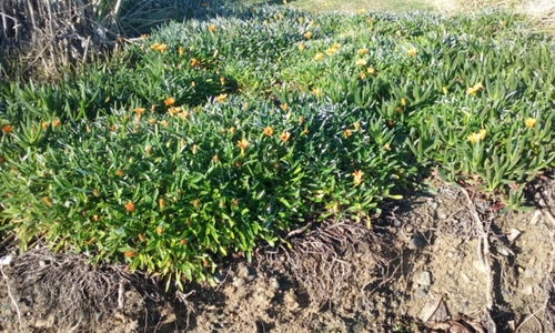 Treasure Flowers