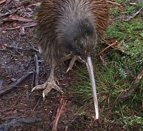 Stewart Island Brown Kiwi