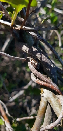 nz praying mantis egg case