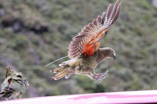 Kea