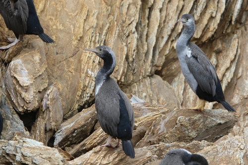 Spotted Shag