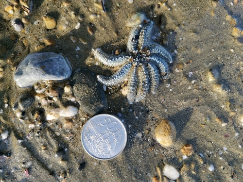 Eleven-armed Sea Star