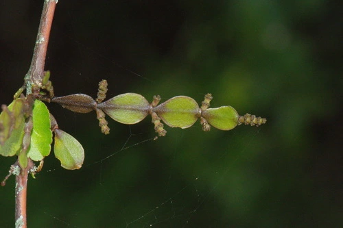 Dwarf mistletoe