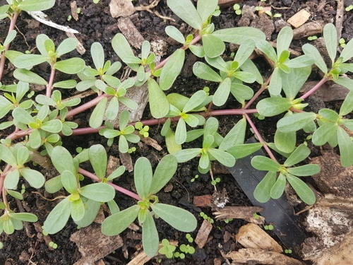 common purslane