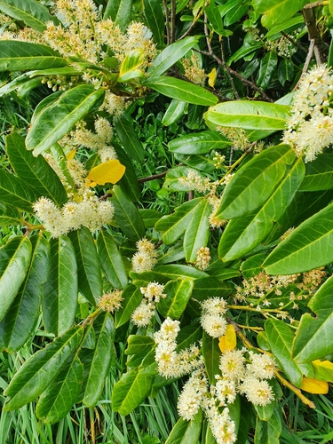 Cherry laurel