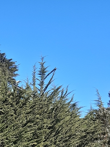 New Zealand Pigeon