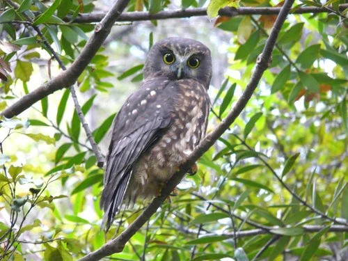 Morepork