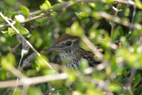 North Island Fernbird