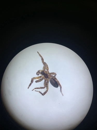 Wolf Spiders