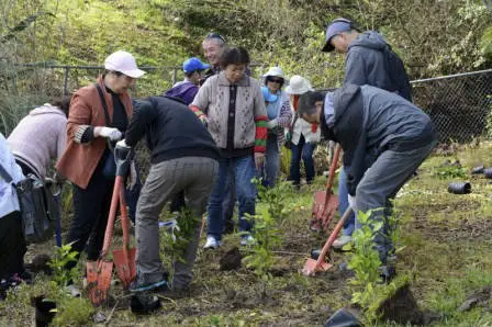 West Auckland Chinese Association members planting trees.