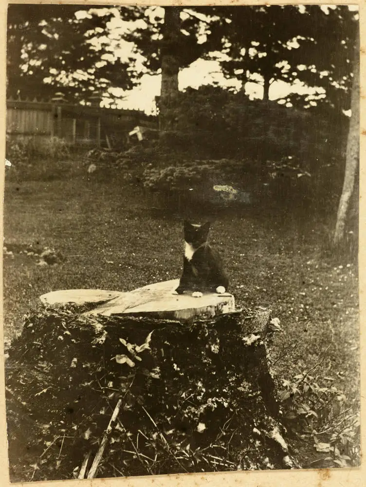 Kitten sitting on a tree stump