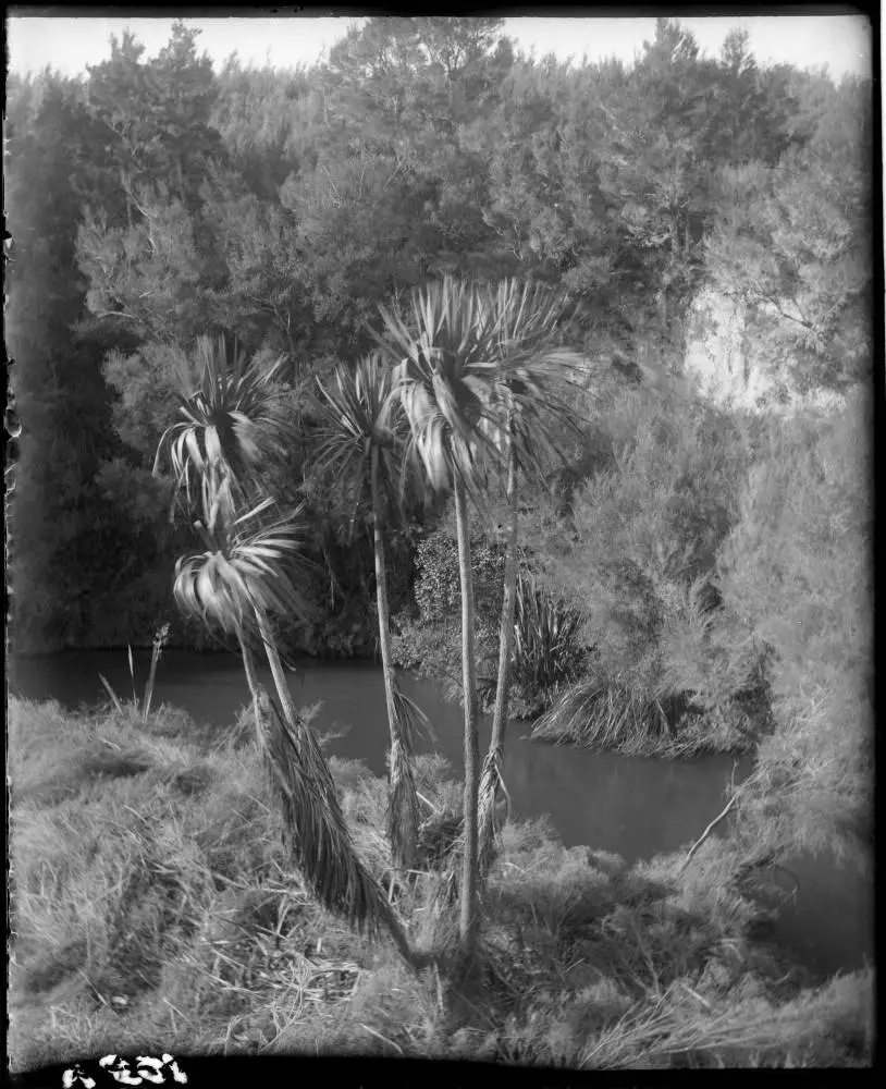 Stream in the bush at Broadlands, 1912