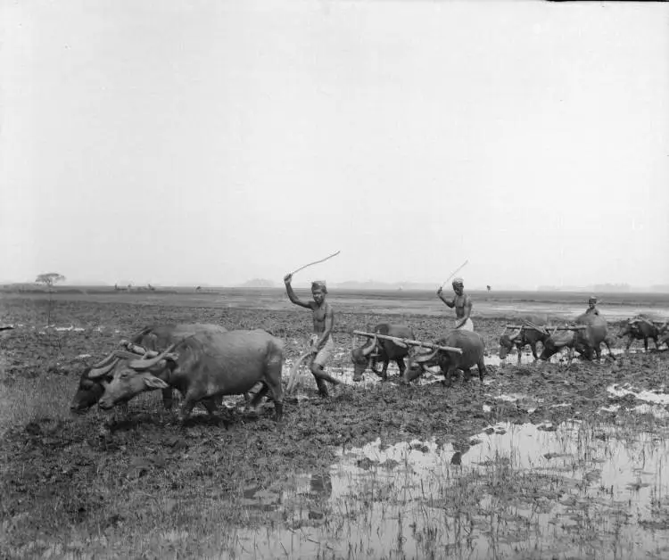 Water buffalo teams working rice paddies near Alappuzha, Kerala, 1927