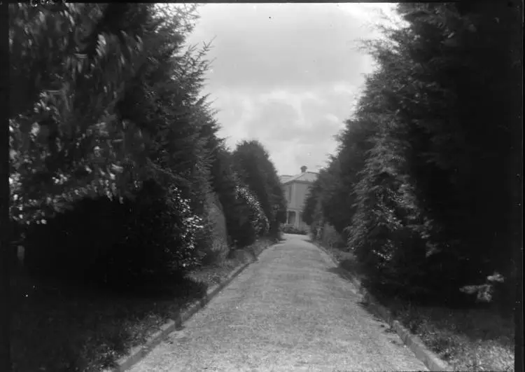 Tree lined driveway leading to a house