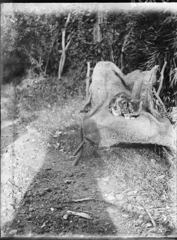 Cat in the garden of The Avenue, Karangahape Road, 1905