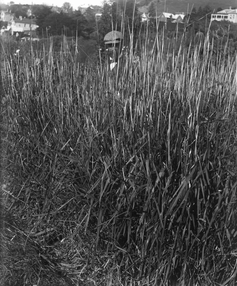 Edward Vaile, Arney Road, Remuera, 1909