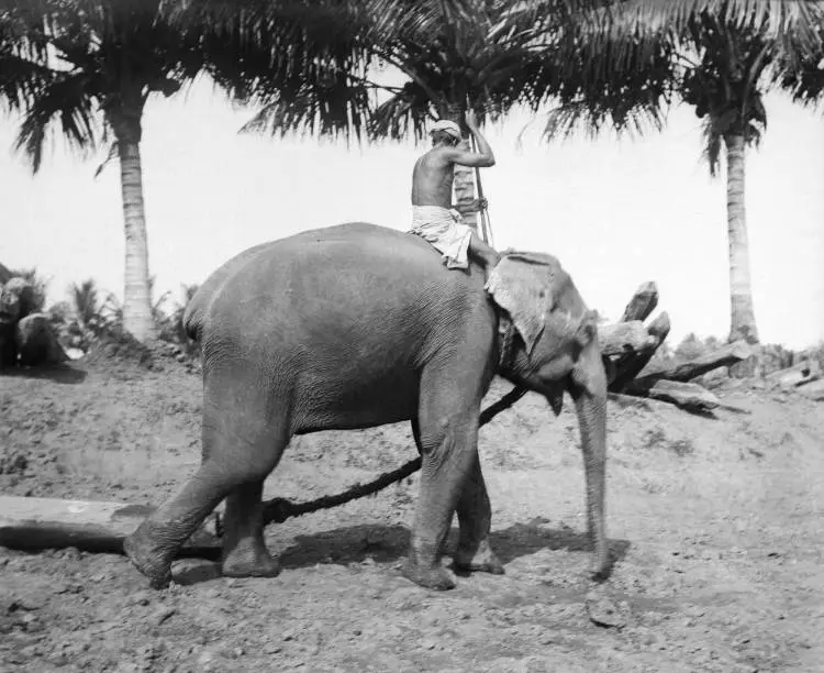 Elephant dragging a log, Alappuzha, Kerala, 1927