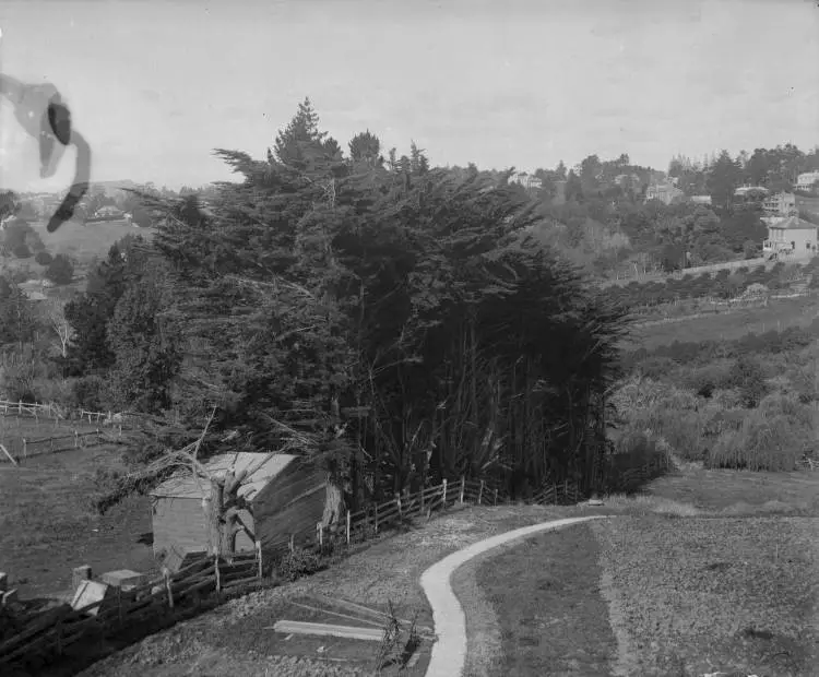 Garden at 21 Arney Road, Remuera, 1906