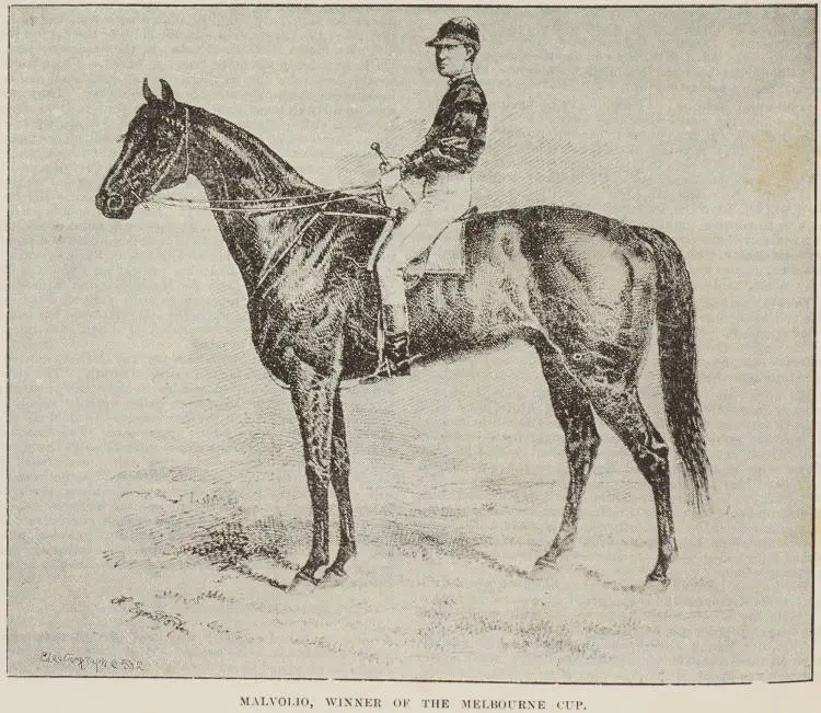 Malvolio, winner of the Melbourne Cup